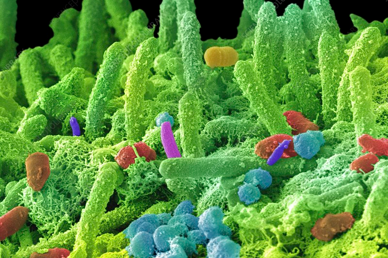 Bacteria: making the most of the microbes in SciFi